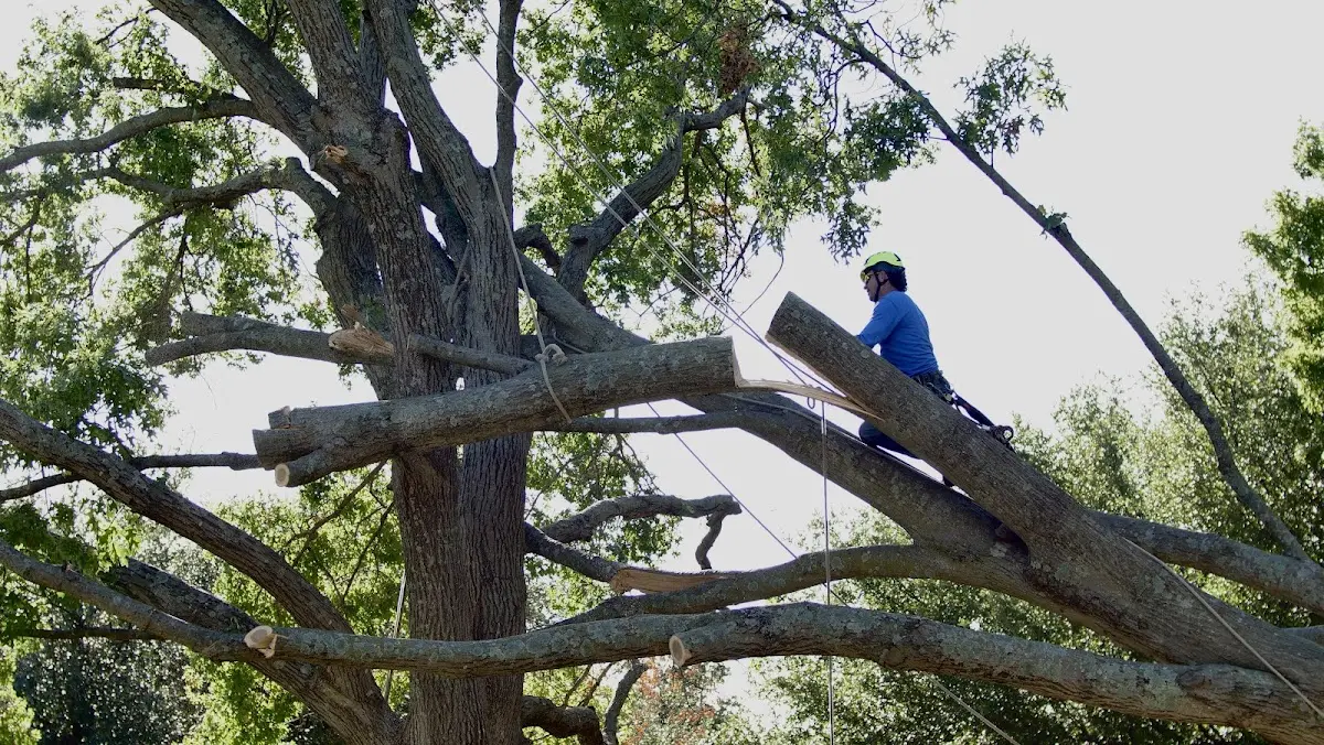 Professional Crown Thinning performed by certified arborists in Point Lookout