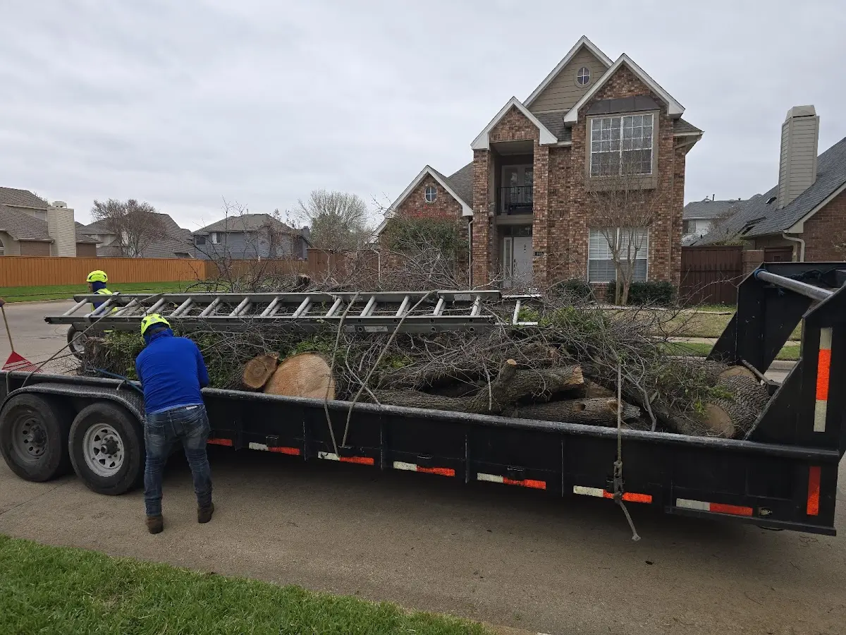 Expert Tree Pest Control with proper safety equipment in Point Lookout